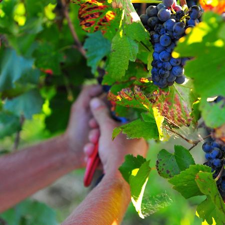 Mayfield Vineyard Orange Kültér fotó