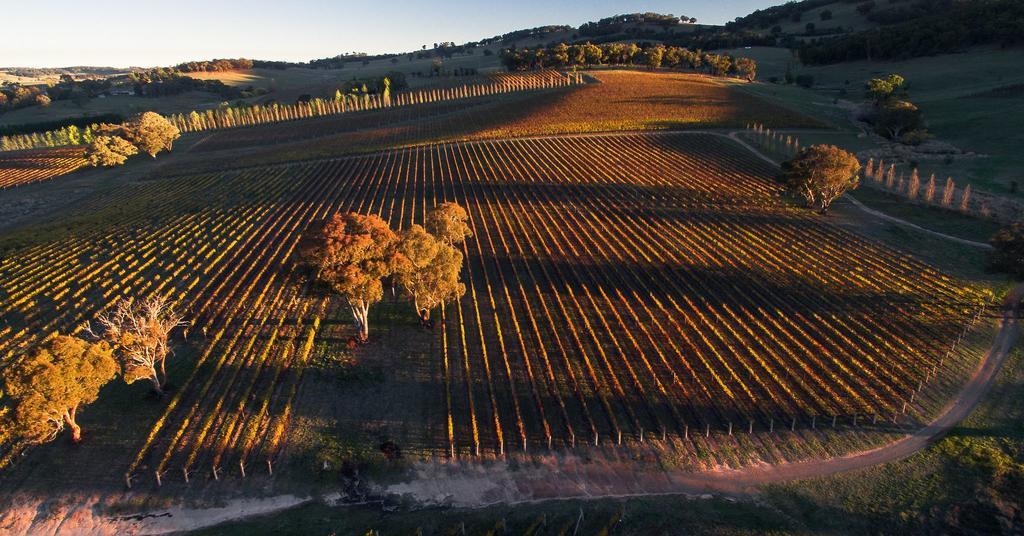 Mayfield Vineyard Orange Kültér fotó