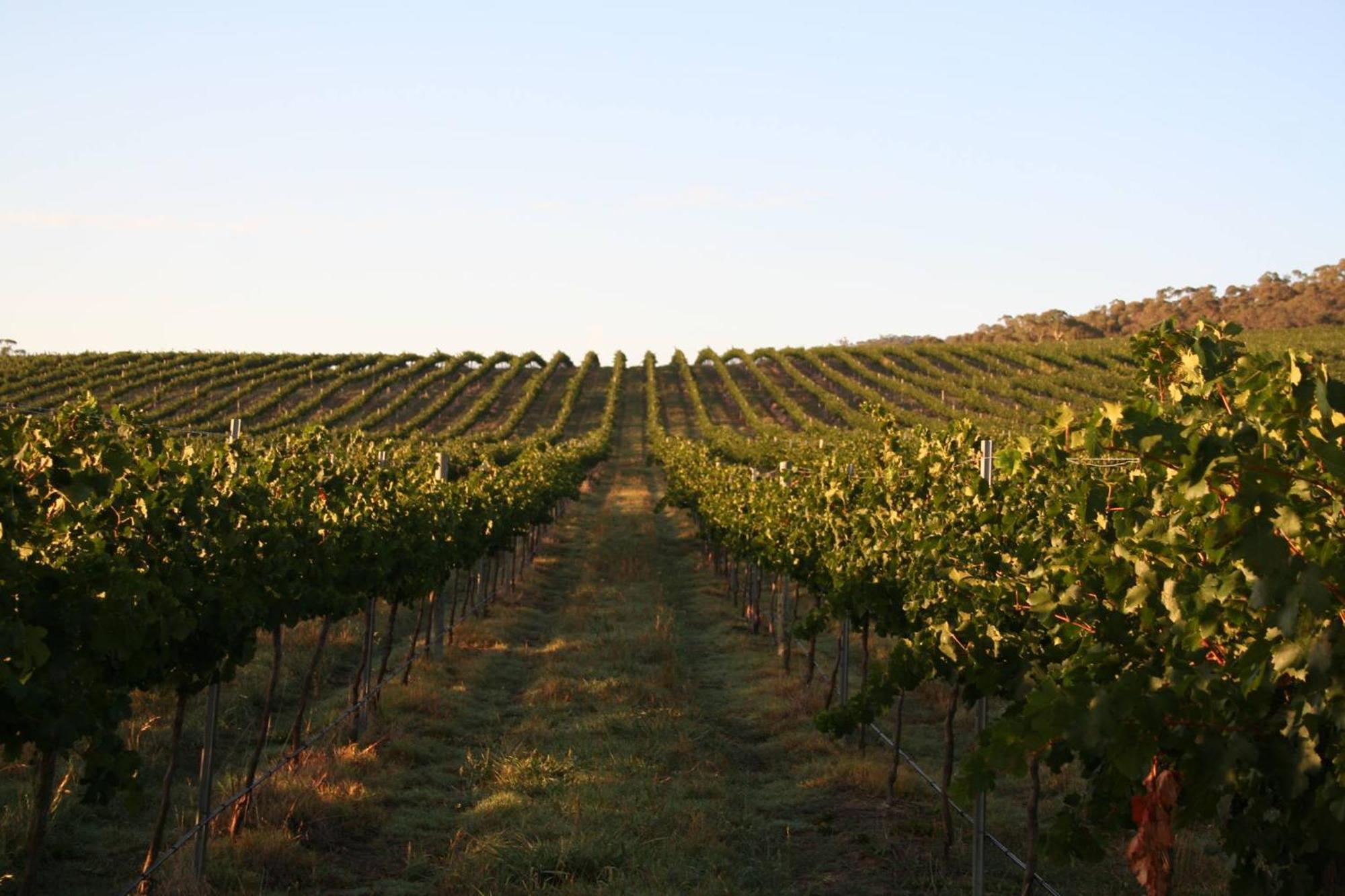 Mayfield Vineyard Orange Kültér fotó