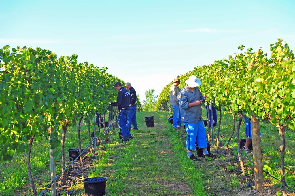 Mayfield Vineyard Orange Kültér fotó