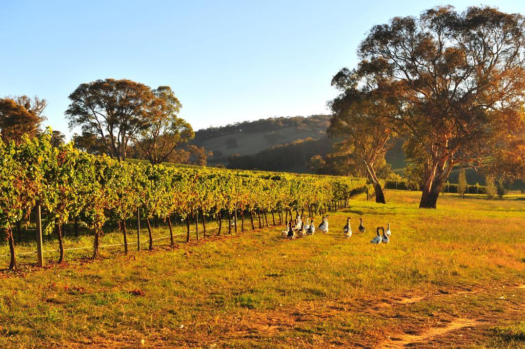 Mayfield Vineyard Orange Kültér fotó