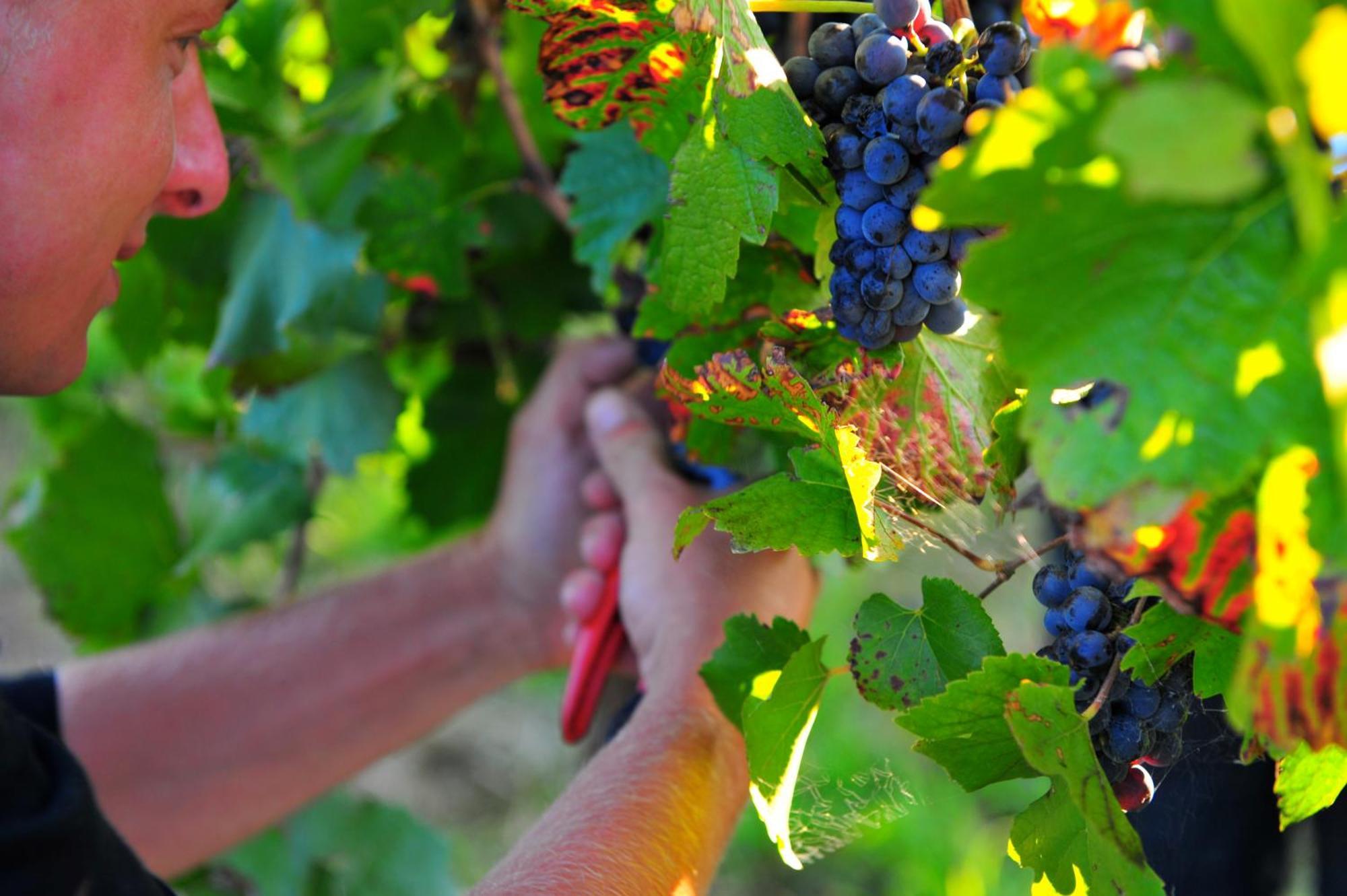Mayfield Vineyard Orange Kültér fotó