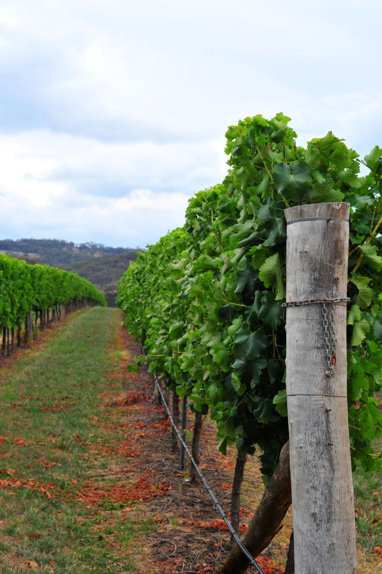 Mayfield Vineyard Orange Kültér fotó